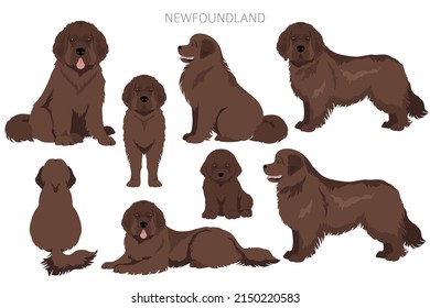 Newfoundland clipart. Different poses, coat colors set.  Vector illustration