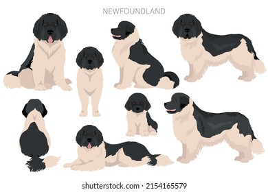 Newfoundland clipart. Different poses, coat colors set.  Vector illustration