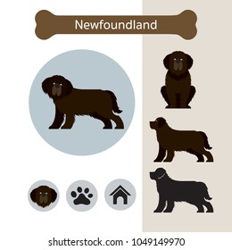 Newfoundland Dog Breed Infographic, Illustration, Front and Side View, Icon