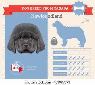 Newfoundland dog breed vector info graphics. This dog breed from Canada