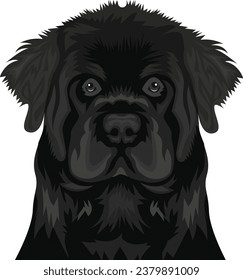 Newfoundland Dog Face isolated vector illustration
