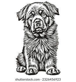 Newfoundland dog head line drawing vector,hand drawn illustration with transparent background realistic breed pet