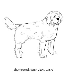 Newfoundland dog isolated on white background. Hand drawn dog breed vector sketch.