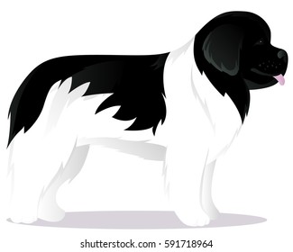 Newfoundland dog white vector illustration