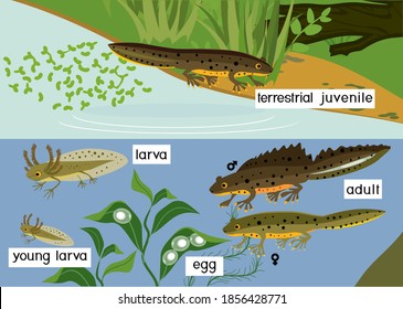 Newt life cycle in pond. Sequence of stages of development of crested newt from egg to adult animal in natural habitat with titles