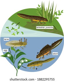 Newt Life Cycle Pond Sequence Stages Stock Vector (Royalty Free ...