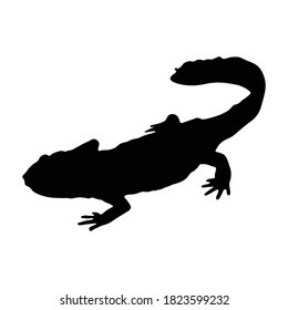 Newt (Lissotriton Vulgaris) Standing On a Side View Silhouette Found In Map Of Asia, Eurasia, Europe And North America. 