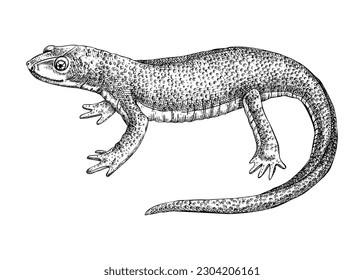 Newt vector sketch. Hand drawn wildlife illustration in engraved style. Salamander isolated on white background. Black and white mammal animal drawing for print, poster, card, cover.