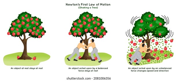 Newton First Law Of Motion Infographic Diagram Example Shaking Apple Tree At Rest And External Force Act On It Balanced And Unbalanced Leaves Apples Fall Down Physics Science Education Poster Vector