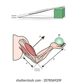 Newton's First Law Of Motion Infographic Diagram With Examples Of Resting Stone And Football When Unbalanced Force Occurs For Physics Science Education