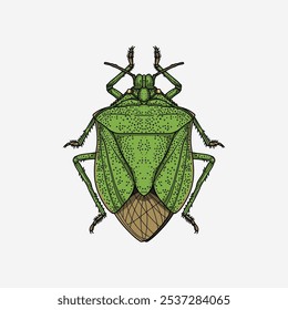 Nezara viridula green ladybug colorful handmade illustration artwork