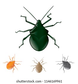 Nezara viridula, stink bug, vector