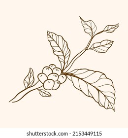 ngraved coffee bean and plant. Hand drawn vintage branches with leaves and branch. Coffee plant branch with leaf. Hand drawn coffee branch.