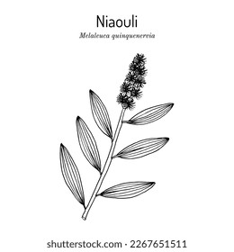 Niaouli, or broad-leaved paperbark, or paper bark tea tree (Melaleuca quinquenervia), medicinal plant. Hand drawn botanical vector illustration