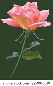 A nice and beautiful red rose suitable for design, wedding cards and clothing design