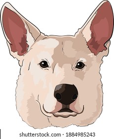 Nice, Big white dogs head