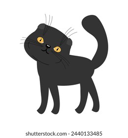 Lindo gato negro escocés plegado sobre fondo blanco mascota linda doméstica 