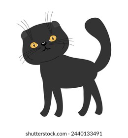 Nice black scottish fold cat on white background pet cute domestic 
