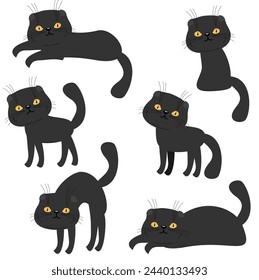 Nice black scottish fold cat on white background pet cute domestic 