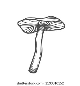 Nice black and white amanita. Nature illustration isolated on a white background.
