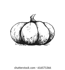 Nice black and white pumpkin. Good hand drawn element. Organic food. 