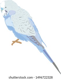 a nice blue budgie bird victor 