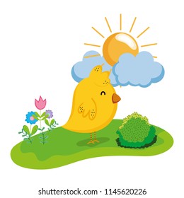 nice chick animal walking farm