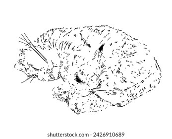 Nice cute drawn scottish cat black on white illustration art decor design per domestic lovely 