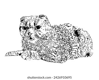 Nice cute drawn scottish cat black on white illustration art decor design per domestic lovely 