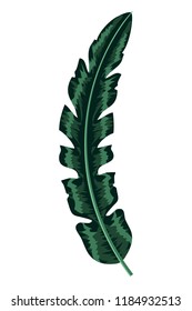 nice exotic leaf nature branch