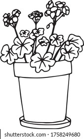 Nice Geranium, doodle plant in the pot