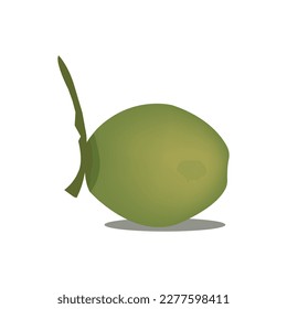 A nice green Coconut Vector Artwork.