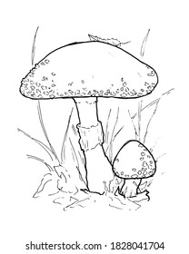 Nice hand drawn fly agaric mushroom coloring book page isolated on white background. Vector amanita illustration for child activity, autumn banner, thanksgiving, halloween and harvest festival. EPS10 