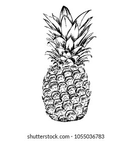 Nice Hand drawn Vector illustration. Tropican black and white ananas