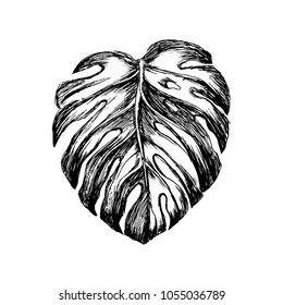 Nice Hand drawn Vector illustration. Tropican black and white leaves