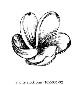 Nice Hand drawn Vector illustration. Exotic Tropican black and white flower