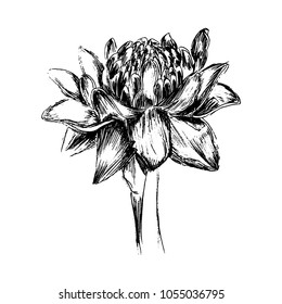 Nice Hand drawn Vector illustration. Tropican black and white flower