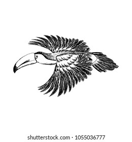 Nice Hand drawn Vector sketched illustration. Tropican black and white toucan