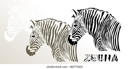 Nice head illustration of zebra isolated on white background