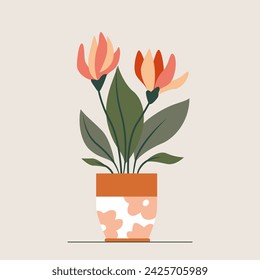 Nice home plant in a pot isolated on a gray background. Blooming flower.