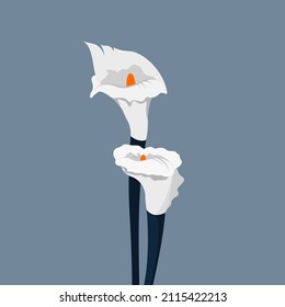 bonito flor inocente calla lily símbolo del bouquet de bodas puro
