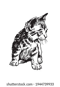 Nice kitten,graphical drawing of domestic pet,illustration for design and books