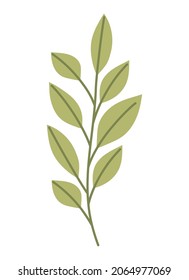 nice leaves branch over white