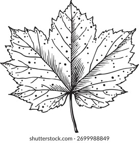 nice maple leaf hand illustrated