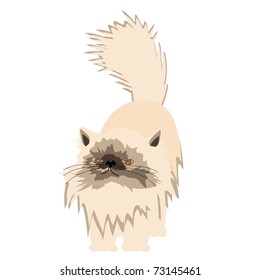 nice persian cat on white background