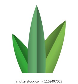 nice plant with exotic leaves design