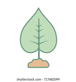 nice plant with ground to natural ecology