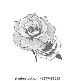 Nice Roses  Vector artwork coloring page, coloring book, black outline hand drawn sketch. Vector element for natural, wedding design, plant, botanical illustration, coloring book, line art.