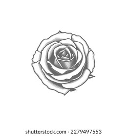 Nice Roses  Vector artwork coloring page, coloring book, black outline hand drawn sketch. Vector element for natural, wedding design, plant, botanical illustration, coloring book, line art.