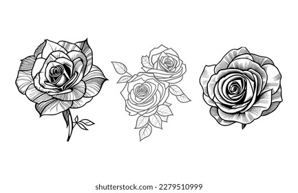 Página de coloreado de arte de Nice Roses Vector, libro de colorear, esbozo negro dibujado a mano. Elemento vectorial para natural, diseño de bodas, planta, ilustración botánica, libro de colorear, arte de línea.